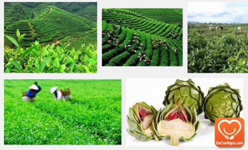 Đặc sản trà Đà Lạt với những công dụng tuyệt vời!