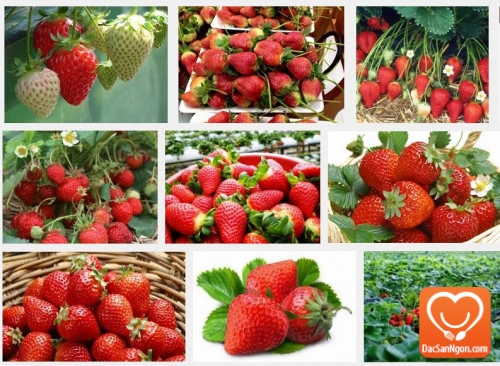 Đặc sản dâu tây Đà Lạt - Món quà ngọt ngào cho khách thập phương