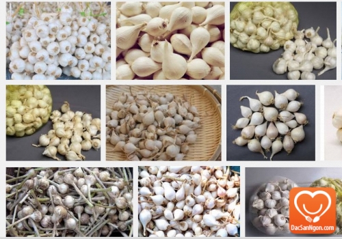 Tỏi Lý Sơn - Đặc sản nổi tiếng của Quảng Ngãi