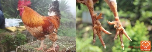 Gà sáu cựa